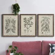 Antique Botanical Sketches 3-Piece Framed Wall Art (25x40cm)x3